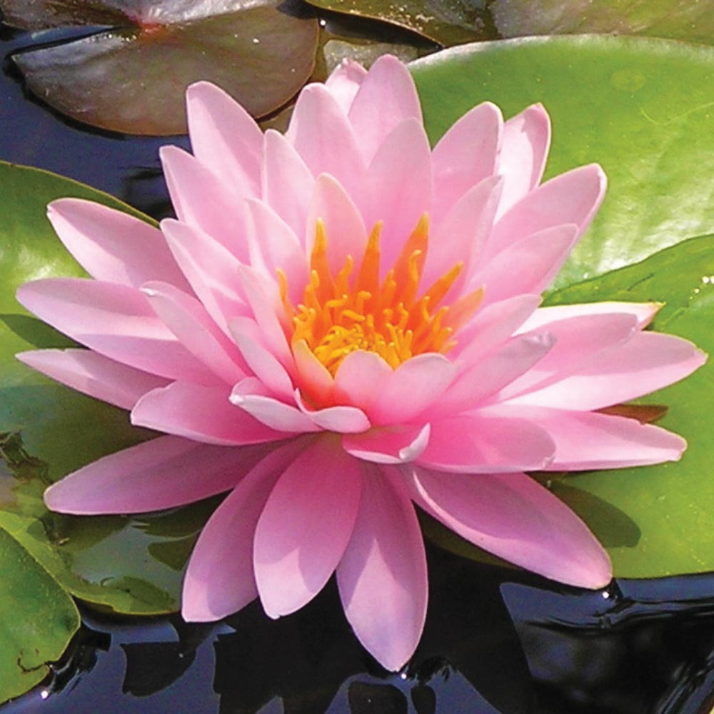 lotus flower pond design